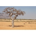 thumbnail image 2 of Myrrh Tree Commiphora Myrrha Wall Mural by Wallmonkeys Peel and Stick Graphic (36 in W x 24 in H) WM24748, 2 of 4