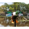 thumbnail image 3 of MOJO Outdoors Spoonzilla Shoveler Duck Motion Decoy with Spinning Wings and Pole, 3 of 8
