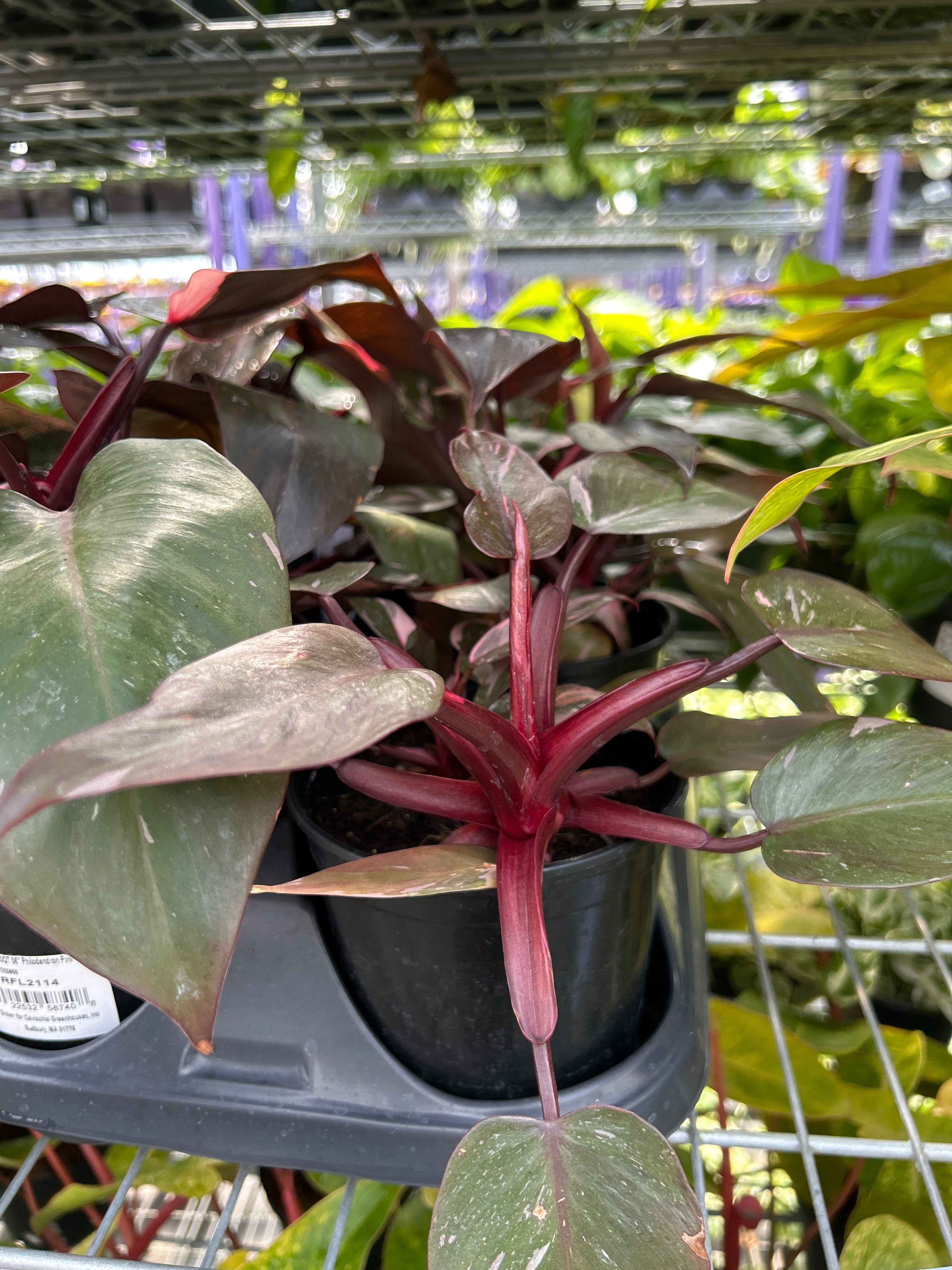 Pink Princess Philodendron- Variegated Indoor Plant with Large Pink and Green Leaves, Easy Care Tropical Foliage for Home & Garden 6" Pot