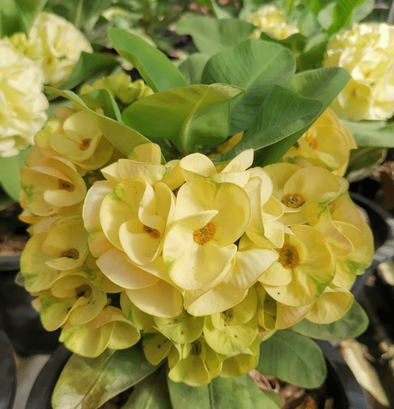 Yellow Crown of Thorns Plant Live for Planting, Yellow Euphorbia Milii Plant Perennial Succulent for Indoor Outdoor in 4 Inch Pot