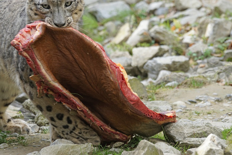 Irbis Predator Big Cat Food Snow Leopard Eat20 Inch By 30 Inch