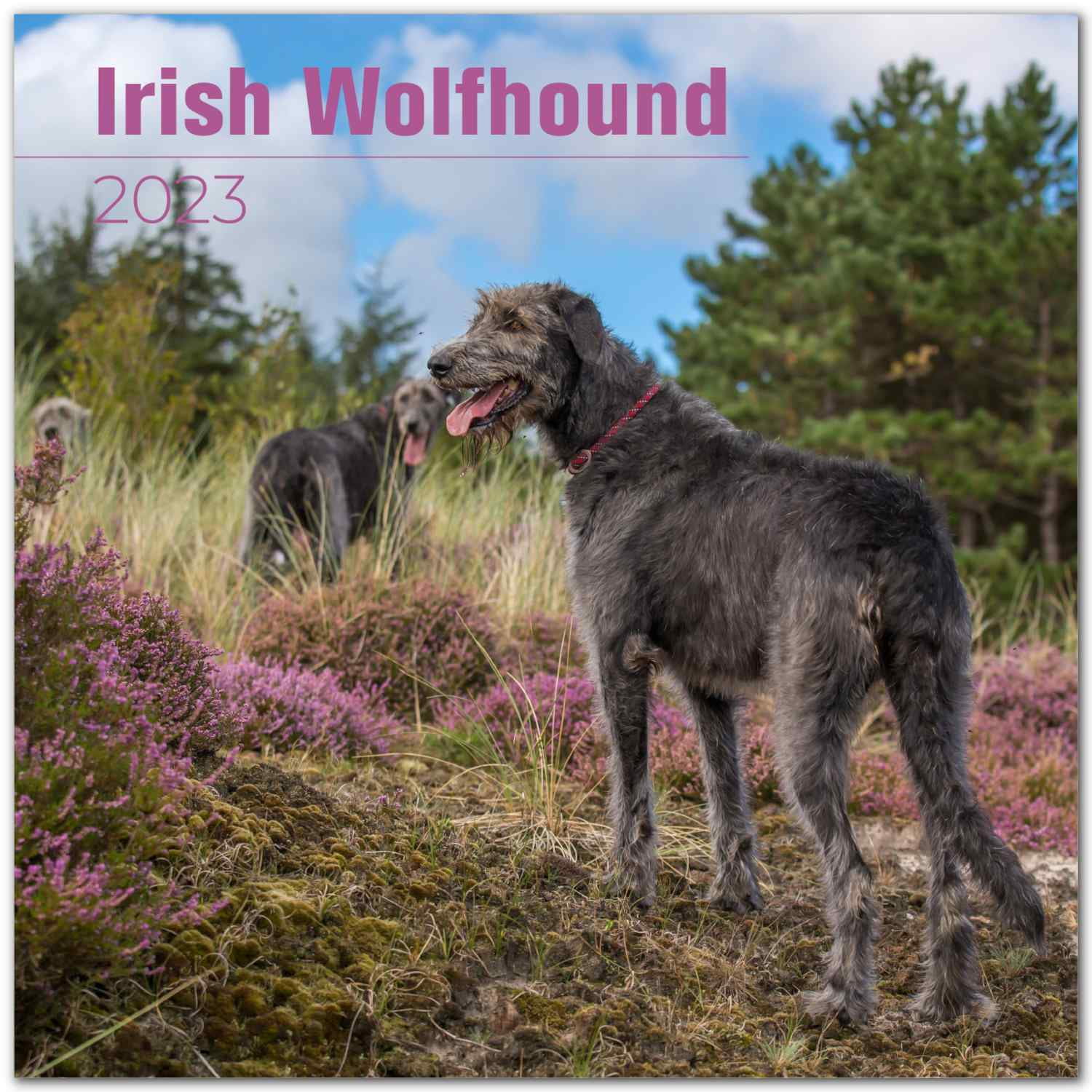 2022 2023 Irish Wolfhound Calendar - Dog Breed Monthly Wall Calendar - 12 x 24 Open - Thick No-Bleed Paper - Giftable - Academic Teacher's Planner Calendar Organizing & Planning - Made in USA