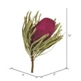 thumbnail image 2 of Vickerman 12"  Jumbo Purple Orchid Banksia Flower with Stem. Includes 25 Stems per Pack. Dried, 2 of 3