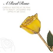 Forever Rose, a Genuine, One of a Kind, Real Yellow Rose, Hand Dipped in Lacquer and Trimmed in 24K Gold