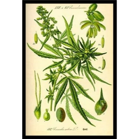 FRAMED Cannabis Sativa Botanical Illustration 36x24 Art Print Poster Wall Deco Marijuana POT Poster hash weed Mary Jane The Green Mile Colorado Washington California