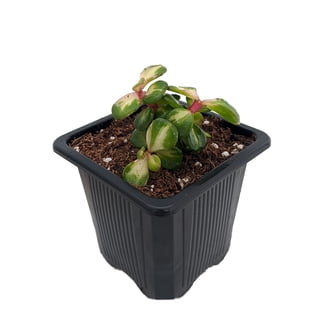 decorative pots for plants indoor 17” UV Resistant Artificial Agave Plant in White Planter (Indoor/Outdo –  Nearly Natural main image 0