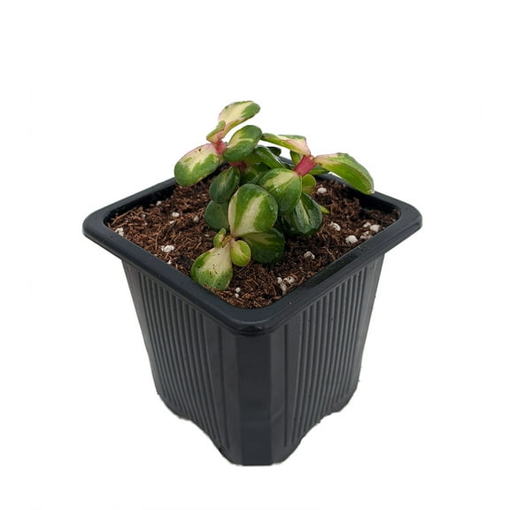 Rainbow Bush Jade Plant - Spekboom - Portulacaria mediopicta - 2.5" Pot