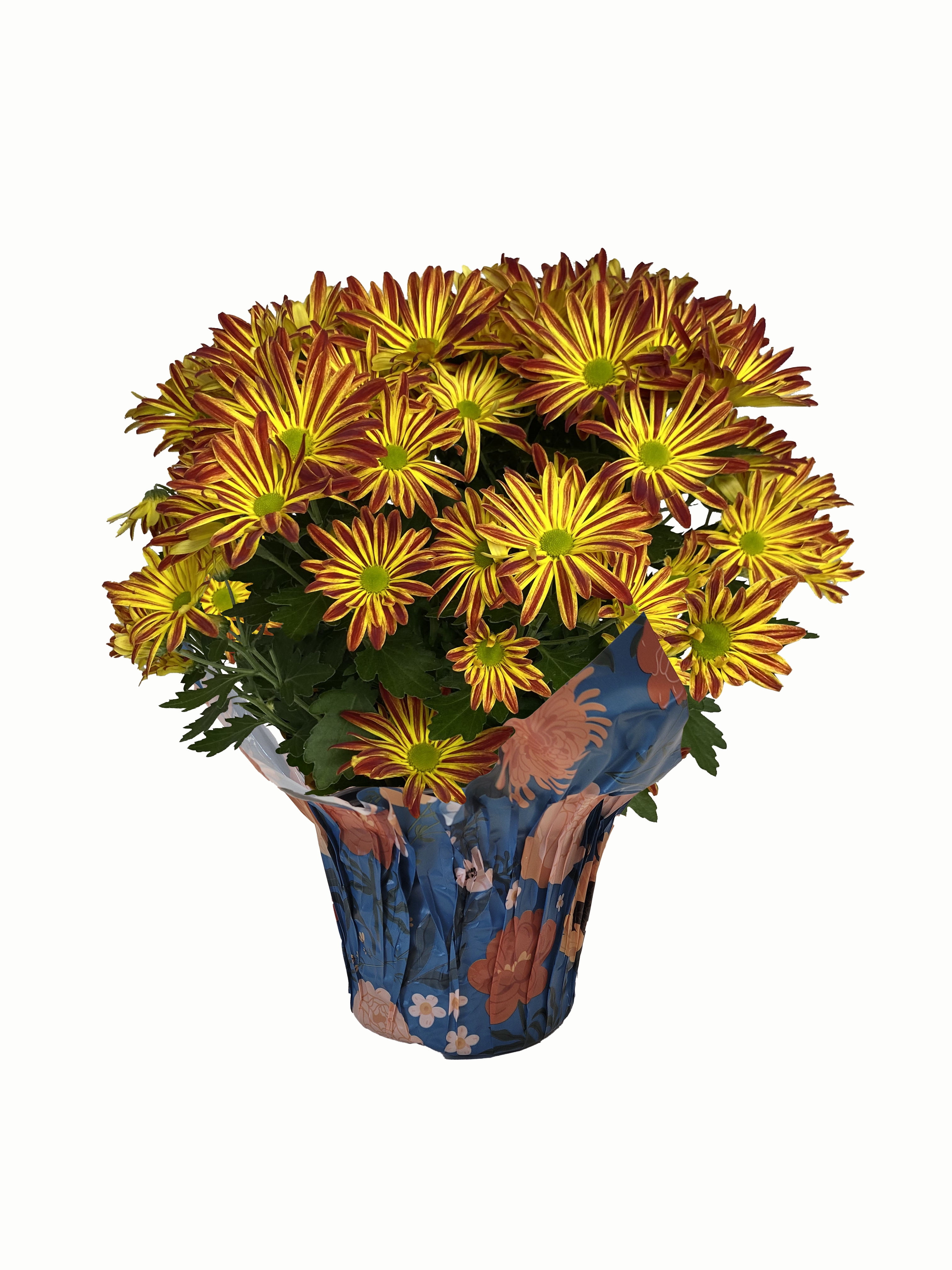 (2 pack) Gifts In Bloom 5 inch Point Pelee Mum, Live Indoor Plant, Indirect Sunlight