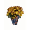 thumbnail image 5 of Gifts In Bloom 5 inch Point Pelee Mum, Live Indoor Plant, Indirect Sunlight, 5 of 5