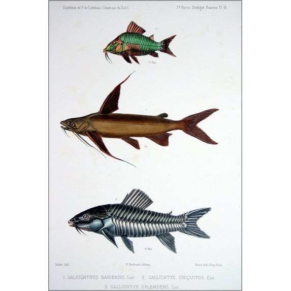 24"x36" Gallery Poster, Emerald catfish, Sea catfish and Atips 1856