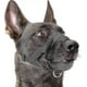 thumbnail image 1 of Bozal de nailon suave para perros, antimordidas, antiladridos y antimordiscos, con anilla ajustable (XL, negro) s202412244231, 1 of 5