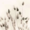 thumbnail image 2 of Italian Tall Grass No. 2 Poster Print by Alan Blaustein (12 x 12), 2 of 2