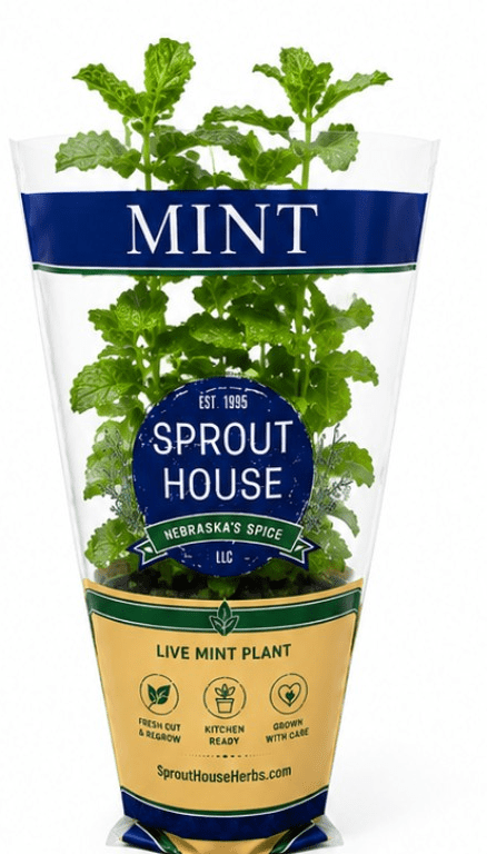 Fresh Potted Mint, 1 Each