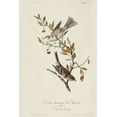 thumbnail image 2 of Audubon, John James 11x14 White Modern Wood Framed Museum Art Print Titled - Canada Bunting (ASH), 2 of 4