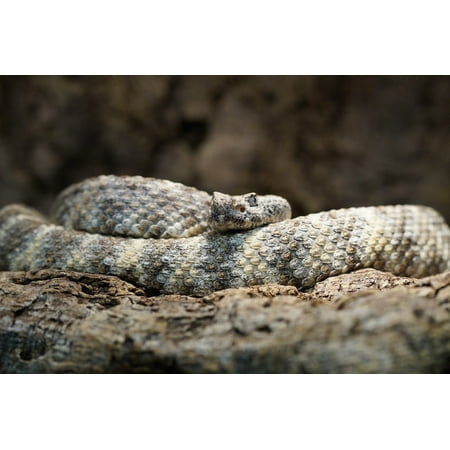 Snake Pattern - Canvas Print Disguised Snake Rattlesnake Pattern Camouflage Stretched Canvas 10 x 14