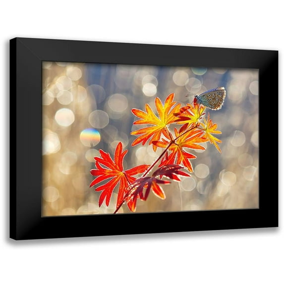 Beci, Vajda 18x14 Black Modern Framed Museum Art Print Titled - September moments