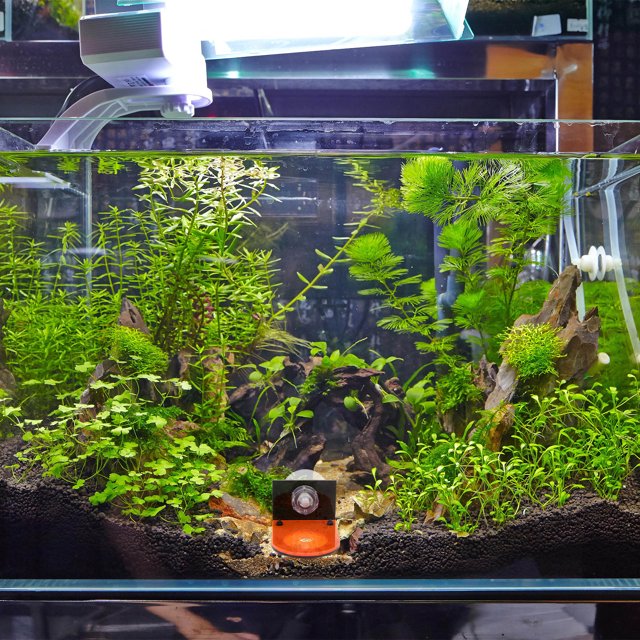 WHAMVOX Soporte Para Coral De Acrílico Para De Peces Con Base Fluorescente Frag Rack