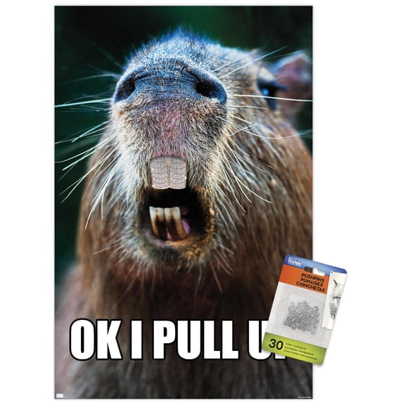 Capybara - Pull Up Wall Poster with Push Pins, 14.725" x 22.375"