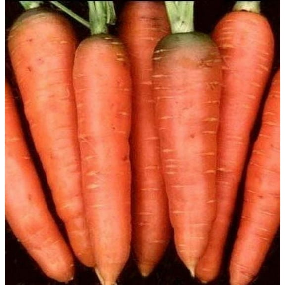 Carrot Chantenay Red Core Great Heirloom Vegetable BULK 40,000 Seeds