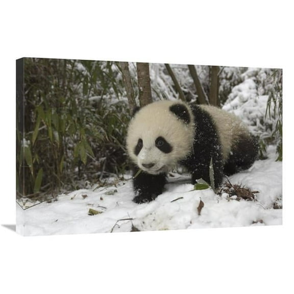 20 x 30 in. Giant Panda Six Month Old Cub in Snow, Wolong Nature Reserve, China Art Print - Katherine Feng