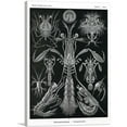 thumbnail image 1 of ARTCANVAS Thoracostraca Canvas Art Print by Ernst Haeckel - Size: 40" x 26" (1.50" Deep), 1 of 9