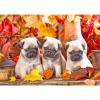 thumbnail image 1 of Cuadros Decorativos 5D DIY Diamond Painting Kit Three Pugs Full Square Drill Wall Art (30x40CM) DQrwqpou Nuevos Originales, 1 of 8