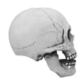 thumbnail image 3 of Skull  Moving Jaw, Widely  Skull   for Holiday, 3 of 8