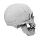 thumbnail image 5 of Máscara De Calavera, Máscara De Calavera Estilo Calavera Mandíbula Móvil Mandíbula Móvil Para Fiesta, 5 of 7