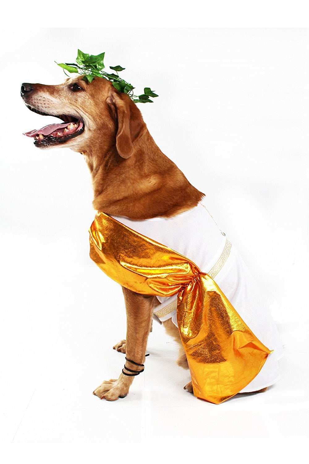 8 Scary Dog Costumes That Are Perfect For Halloween - The Dodo
