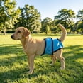 thumbnail image 5 of Bifavgk Waterproof Washable Dog Period Panties, Adjustable Reusable Leakproof Pet Diapers for Female Large Dogs, Anti-Leak Sanitary Underwear, Purple, S, 5 of 10