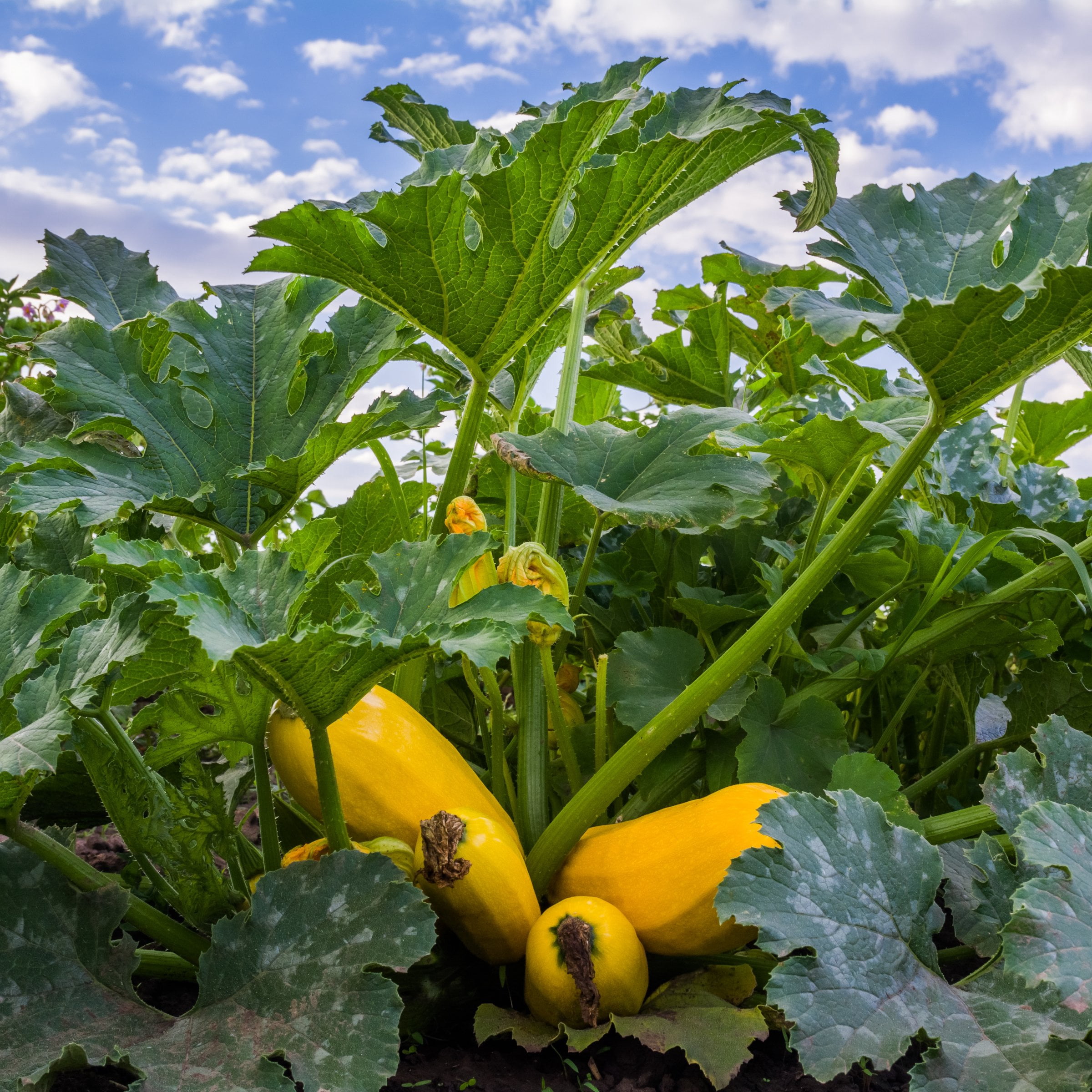 2.5 in. Live Vegetable Pic-N-Pic Yellow Squash Plant (3-Pack)
