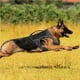 thumbnail image 3 of Arnés Para Perros Arnés De Entrenamiento Para Perros Ajustable Chaleco Acolchado Transpirable Para Mascotas Arnés Para Perros De Servicio Con Sistema Molle Rayas Reflectantes Arnés Para El Pecho Para seitruly PT001493-01, 3 of 7