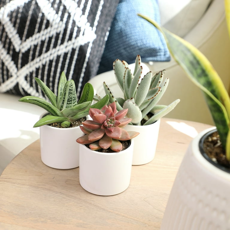 2.5 in. Assorted Succulent 3-Pack in White Glazed Clay Pot