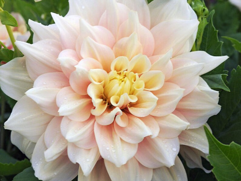 40 Seeds Dinnerplate Break Out Dahlia Seeds Pollinator Friendly Heirloom Flower Seeds Mix Seeds D032