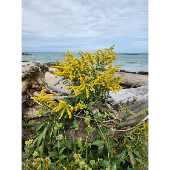 Seaside Goldenrod