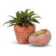 thumbnail image 4 of Strawberry Shaped Planter, 4 of 4