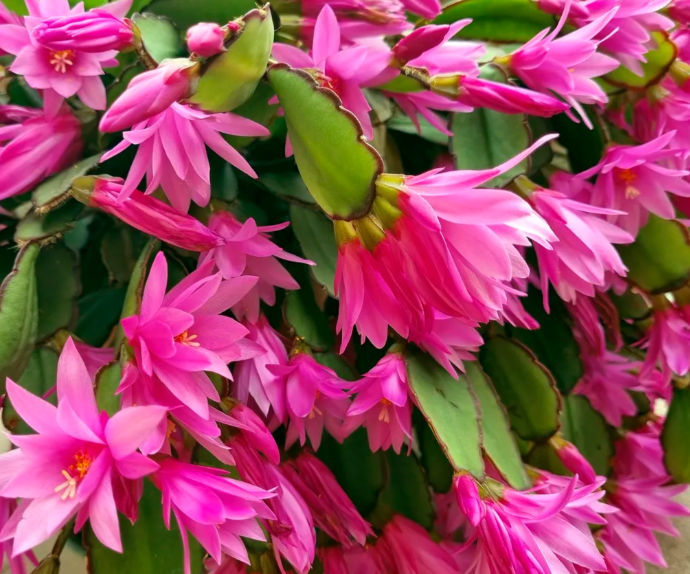 Set 2 Pink Easter Cactus Plants Live for Planting, Spring Blooming Flowering Succulent Plants for Indoor Houseplant in 4 Inch Pot