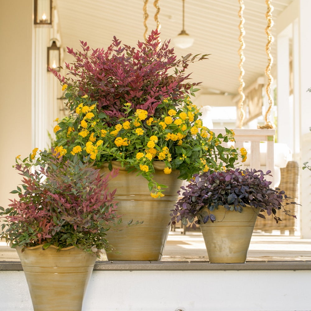 Southern Living Obsession Nandina Live Shrub in 2.5-Quart Grower Pot