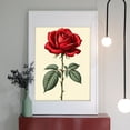 thumbnail image 2 of Diamond Art Kits for Adults - 5d Elegant Red Rose Illustration Diamond Painting for Adults, Diamond Art for Adults Beginners, Diamond Painting Kits for Adults for Home Wall Decor, 2 of 7