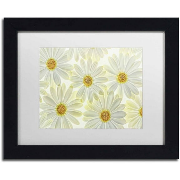 Trademark Fine Art 'Daisy Flowers' Canvas Art by Cora Niele, White Matte, Black Frame