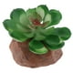 thumbnail image 1 of El adorno de plantas suculentas de terrario de reptiles tus una 3 Gloria Adorno de acuario, 1 of 7