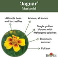 thumbnail image 5 of Burpee Jaguar Marigold Flower Seed, Attracts Bees & Butterflies, 5 of 6