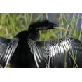 thumbnail image 2 of Kaveney, Wendy 24x17 White Modern Wood Framed Museum Art Print Titled - FL, Everglades NP Anhinga with wings spread, 2 of 4