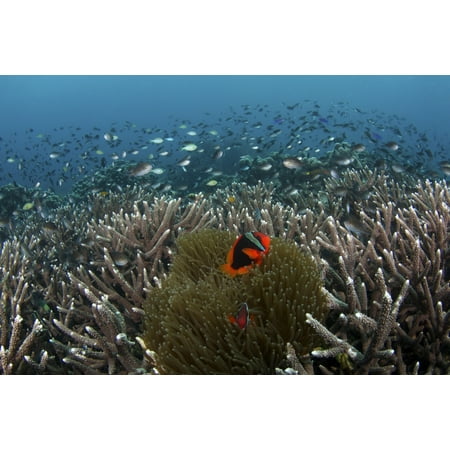 Clownfish and anemone in the hard corals of Apo Island Philippines Poster Print by VWPicsStocktrek (Best Coral For Clownfish)