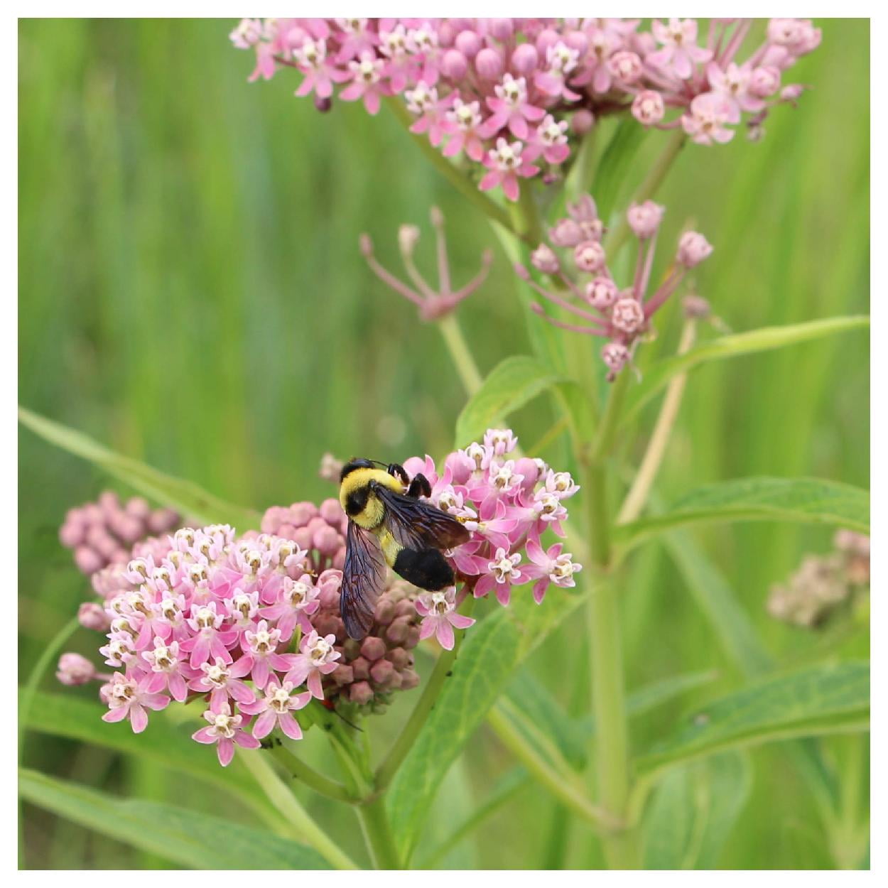 Everwilde Farms - 1 oz Prairie Milkweed Native Wildflower Seeds - Gold Vault Bulk Seed Packet