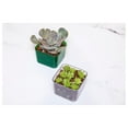 thumbnail image 4 of 3 Inch Clear Plant Pots 6 Pack - Orchid Pots with Drainage - Vibrant Green Emerald & Transparent Plastic Pots for African Violets, Herbs, Succulents, 4 of 4