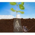 thumbnail image 6 of 2 Pack Plant Root Guard Baskets,Stainless Steel Wire Baskets Protect Plant Roots,Gopher Wire Speed Baskets,Stainless Steel Mole and Vole Baskets for Garden Plant Root Protection, 3 Gallon, 6 of 7