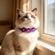 thumbnail image 1 of Collar con pajarita de flores de diamantes de imitación para mascotas (gatos y perros) – Accesorio brillante y ajustable con cristales, ideal para bodas, fiestas, cumpleaños y ocasiones formales., 1 of 6