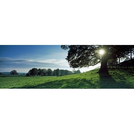 Sun shining through tree in a park Hovingham Park Ryedale North Yorkshire England Stretched Canvas - Panoramic Images (36 x