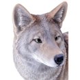 thumbnail image 2 of Hi-Line Gift 87789 Coyote Standing Statue, 2 of 4